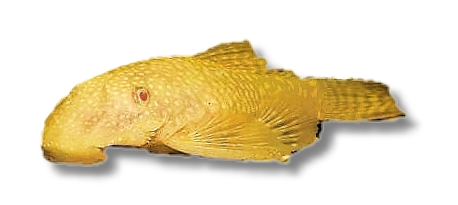 Super Gold Albino Sugemalle (Ancistrus sp.)